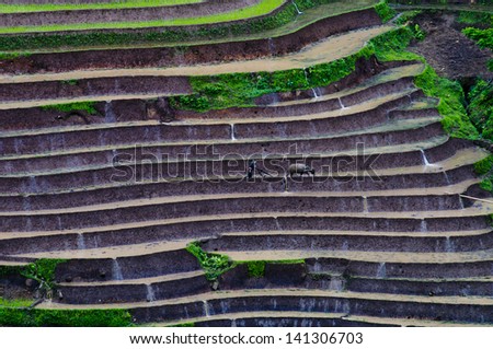 Beautiful terraced rice field in water season in Lao Cai province, Vietnam