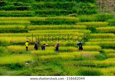 MUCANGCHAI, VIETNAM, SEPTEMBER 30: Five H\'mong ethnic minority people in a terraced rice field on September 30, 2013 in Mucangchai, Vietnam. H\'mong is the 8th largest ethnic group in Vietnam.