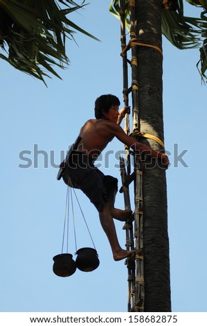 BAGAN, MYANMAR, SEPTEMBER 2: An unidentified Burmese man climb on a palmyra tree for juice on September 2, 2013 in Bagan, Myanmar. Palmyra is a popular tree in Myanmar, palmyra juice is for drink.