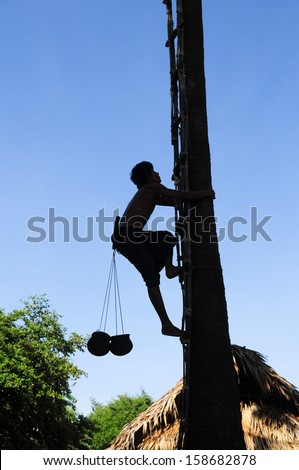 BAGAN, MYANMAR, SEPTEMBER 2: An unidentified Burmese man climb on a palmyra tree for juice on September 2, 2013 in Bagan, Myanmar. Palmyra is a popular tree in Myanmar, palmyra juice is for drink.