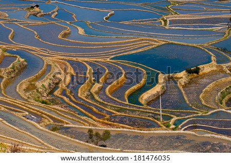Terraced rice field in water season in YuanYang, China