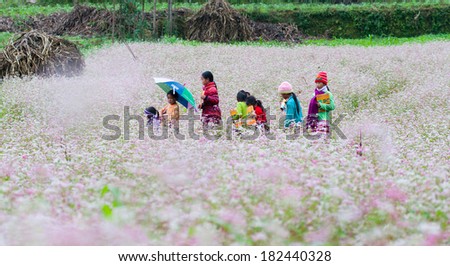 HAGIANG, VIETNAM, OCTOBER 20: Minority ethnic kids in a buckwheat flower field on October 20, 2013 in Hagiang, Vietnam. In Vietnam, this flower is growed only in Hagiang province.