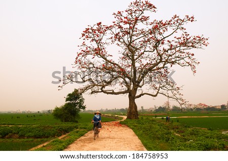 HANOI, VIETNAM - MARCH 30: Unidentified woman ride bicycle near bombax ceiba tree on 30 MARCH 2014 . Bombax ceiba flower bloom in March