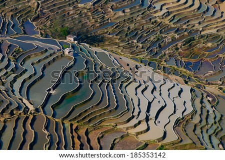 Terraced rice field in water season in YuanYang, China