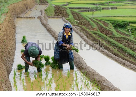 MUCANGCHAI, VIETNAM - MAY 26: Unidentified farmers work in a terraced rice field on May 26, 2014 in Mucangchai, Vietnam. Farmer start working for a new rice season in May and harvest in September.