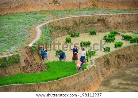 MUCANGCHAI, VIETNAM, JUNE 10: Unidentified H'mong ethnic minority farmers work in terraced rice field on June 10, 2014 in Mucangchai, Vietnam. H'mong is the 8th largest ethnic group in Vietnam.