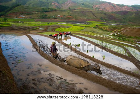 MUCANGCHAI, VIETNAM, JUNE 10: Unidentified Dao ethnic minority farmers work in terraced rice field on June 10, 2014 in Mucangchai, Vietnam. Dao is one of ethnic groups in Vietnam.