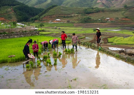 MUCANGCHAI, VIETNAM, JUNE 10: Unidentified Dao ethnic minority farmers work in terraced rice field on June 10, 2014 in Mucangchai, Vietnam. Dao is one of ethnic groups in Vietnam.