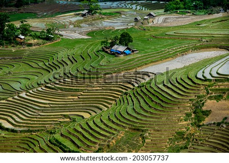 Terraced rice field in water season in Sapa, Vietnam