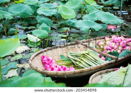A boat of lotus flower in West Lake, Hanoi, Vietnam. This flowers are scented with tea to make a kind of tea called lotus-tea