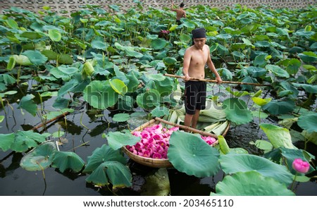 HANOI, VIETNAM, JULY 7: Unidentified Vietnamese young man picks up lotus flower on boat in lake of lotus on July 7, 2014 in Hanoi, Vietnam. Lotus blossom in June or July in VIetnam.