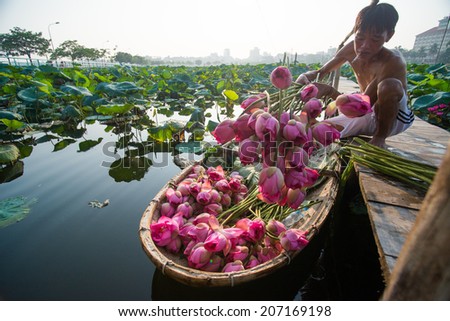 HANOI, VIETNAM, JULY 7: Unidentified Vietnamese young man picks up lotus flower on boat in lake of lotus on July 7, 2014 in Hanoi, Vietnam. Lotus bloom in June or July in Vietnam.