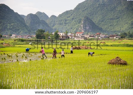 LANGSON, VIETNAM,AUGUST 2:People working in the rice field for new season on Augurst 2, 2014 in Lang Son, Vietnam. Most of people in Vietnam earning from agriculture.