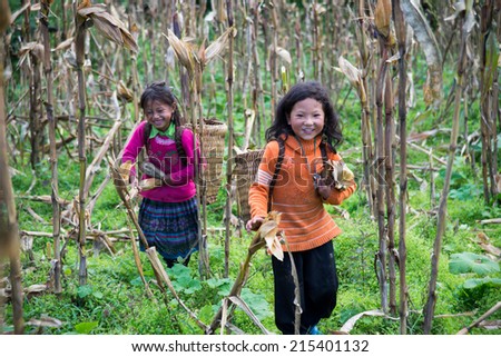 LAOCAI, VIETNAM, AUGUST 31: Sa, 5, My, 5, H\'Mong ethnic minority children are picking corn on MAY 31, 2014 in Laocai, Vietnam. There are many ethnic minority groups in Laocai