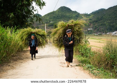 HAGIANG, VIETNAM, JUNE 15: Unidentified H\'mong ethnic minority people carry dry trees on October 26, 2014 in Hagiang, Vietnam. Ha Giang highland famous for Dong Van Karst Plateau Global Geopark.