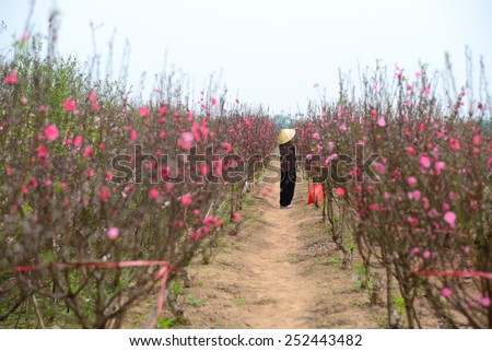 HANOI, VIETNAM, FEB 8: Unidentified woman care peach tree in garden on February 8, 2015 in Hanoi, Vietnam. Peach flower is used for decoration in lunar new year in the North of Vietnam.