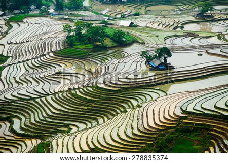 Terraced rice field in water season Laocai province, Vietnam