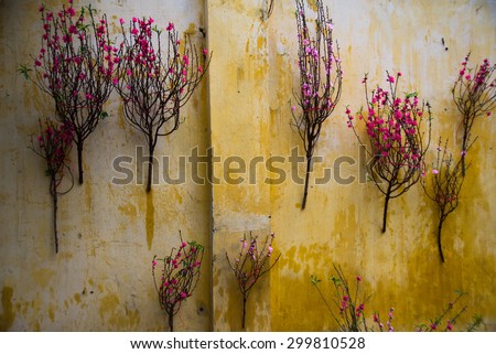 HANOI, VIETNAM - FEB 20: Peach flower are sold to decorate at home for lunar new year (Tet) holiday on February 20, 2015 in Hanoi, Vietnam. This is a specific tradition in Hanoi.