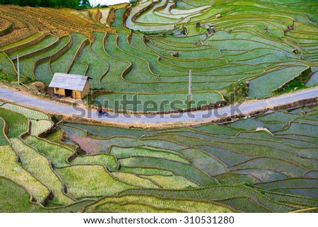 LAOCAI, VIETNAM, MAY 18: People on the road in terrace rice field on May 18, 2014 in Laocai, Vietnam. Laocai is a province in north of Vietnam famous for terraced rice field.