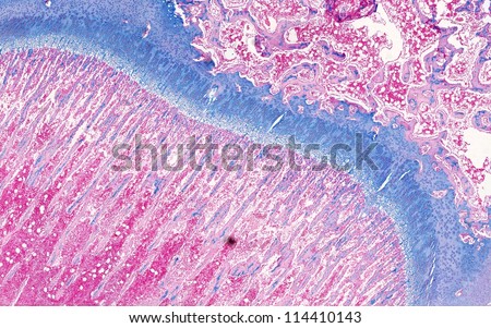 long bone growth plate histology staining observed by optical microscope