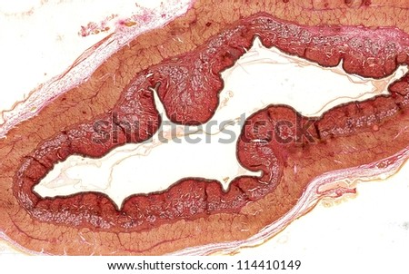 oesophagus histological staining observed by optical microscope