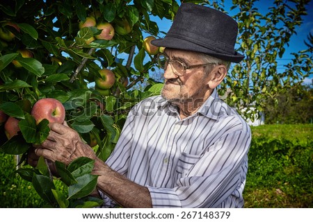 Wrinkled and expressive old farmer checking the fruits of his labor.