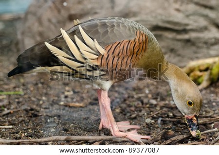 An exotic Australian duck breaking down on the ground