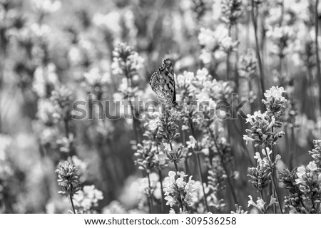 Black and White. Big butterfly sitting on green grass field with flowers