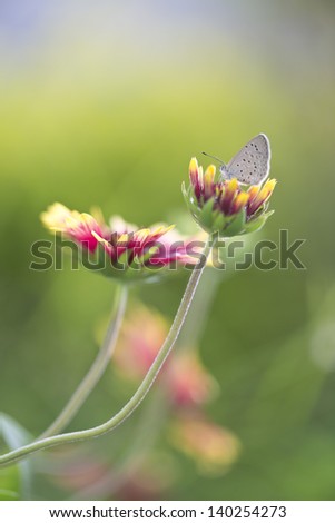 Hair-streak butterfly on Blanket flower