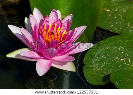 Closeup Detail of Light-Pink Siam Lotus in the Pond.