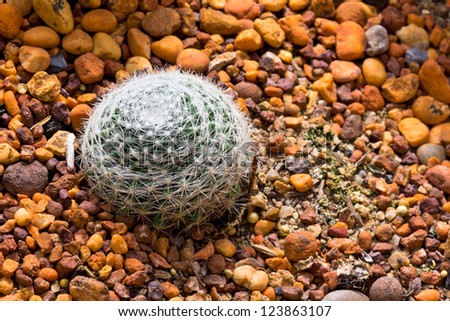 Ball Sphere Cactus on the Rocky Ground.