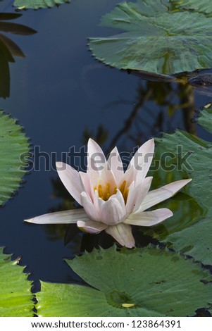 Blossom of Siam Lotus with Light-Pink Petals in the Pond.