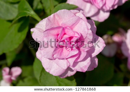 Pink Fairy Rose, Pink Polyantha Rose or Pink Sweetheart Rose in the Garden.