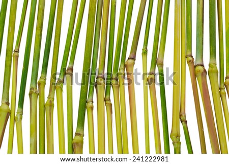 Nature background of weed plant stem with clipping path