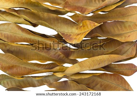 Nature background of dry mango leaves
