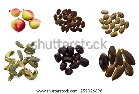 Different shapes and kinds of plant seeds, isolated on white background and clipping path
