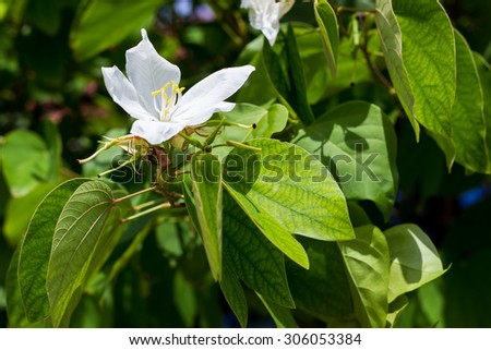 Bauhinia acuminata (scientific name) or \'Snowy Orchid Tree\' flower, isolated on white in the garden