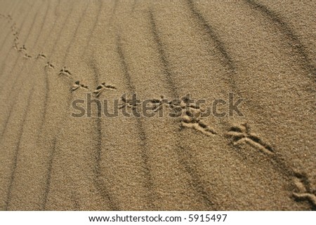 Bird footprints in sand