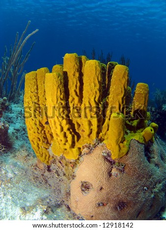 Colorful Yellow Tube Sponge in the Cayman Islands