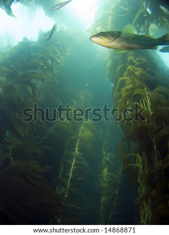 Looking up into the Kelp at a Sea Bass in Catalina