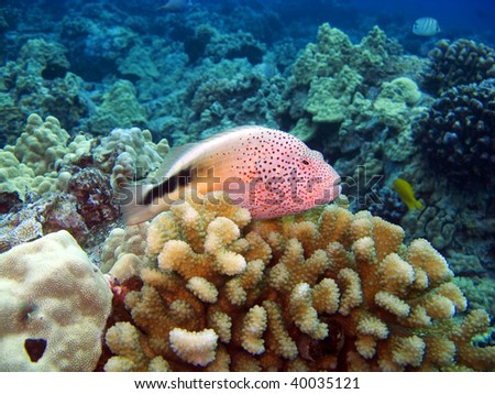 Blackside Hawkfish sitting on top of a Coral Head