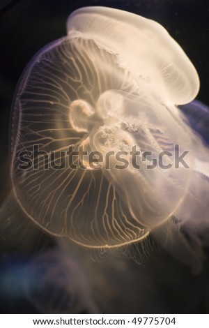 Moon Jelly Fish looks like an Alien