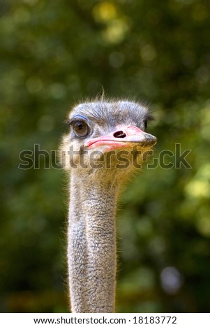 The ostrich the only animal that has a bigger eye than brain.