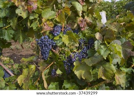 grapes plantation
