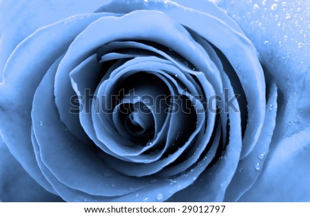 Wet blue rose. Closeup