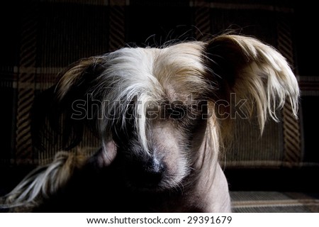 Chinese Crested Dog on dark background
