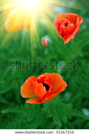 Red poppies and sun on a green background. Shallow DOF, focus on lower flower