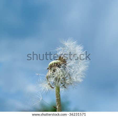 Flower of the white dandelion in hand against blue sky. Shallow DOF, closeup