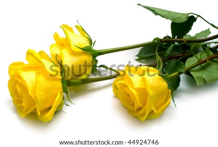 Yellow roses with green leaves on white. Shallow DOF, isolation