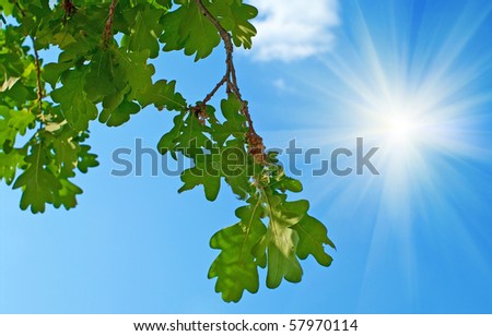 Green leaves of a oak on a background of the clean blue sky